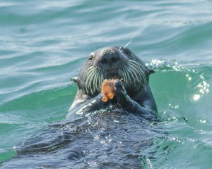 Sea Otter, Moss Landing Harbor, California